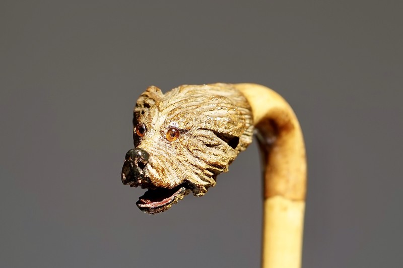 Pet-dog Dandy Cane, ca. 1900