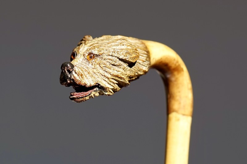 Pet-dog Dandy Cane, ca. 1900