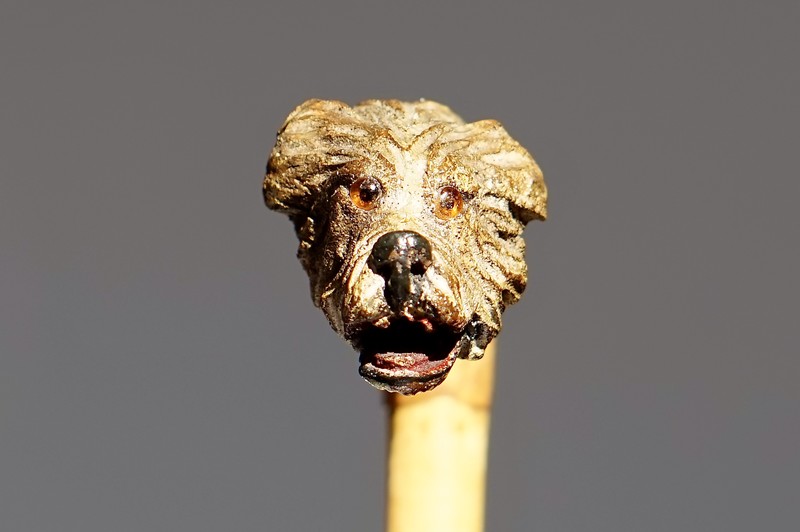 Pet-dog Dandy Cane, ca. 1900