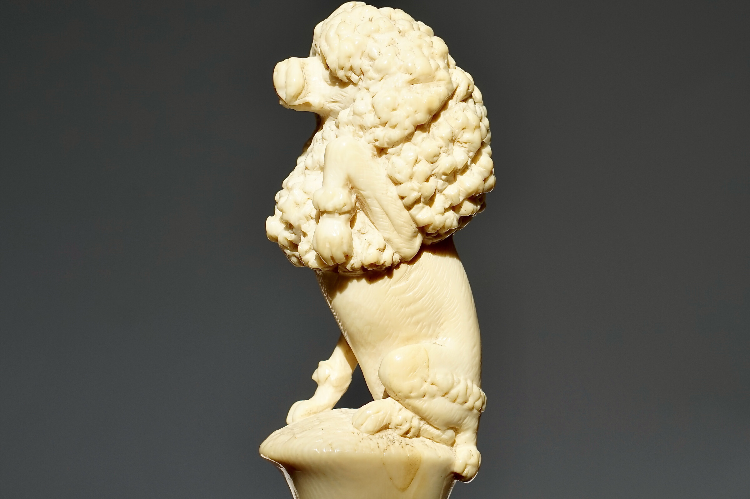 An amusing French-poodle by Antoine, a mascot Cane, France ca. 1900
